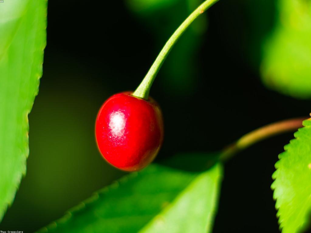 ទីកន្លែងលក់ផ្លែឈើស្លតដែលមានតម្លៃសមរម្យ
