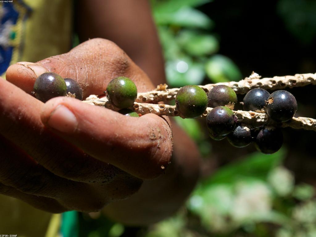 ការស្រាវជ្រាវផ្លែឈើស្លត